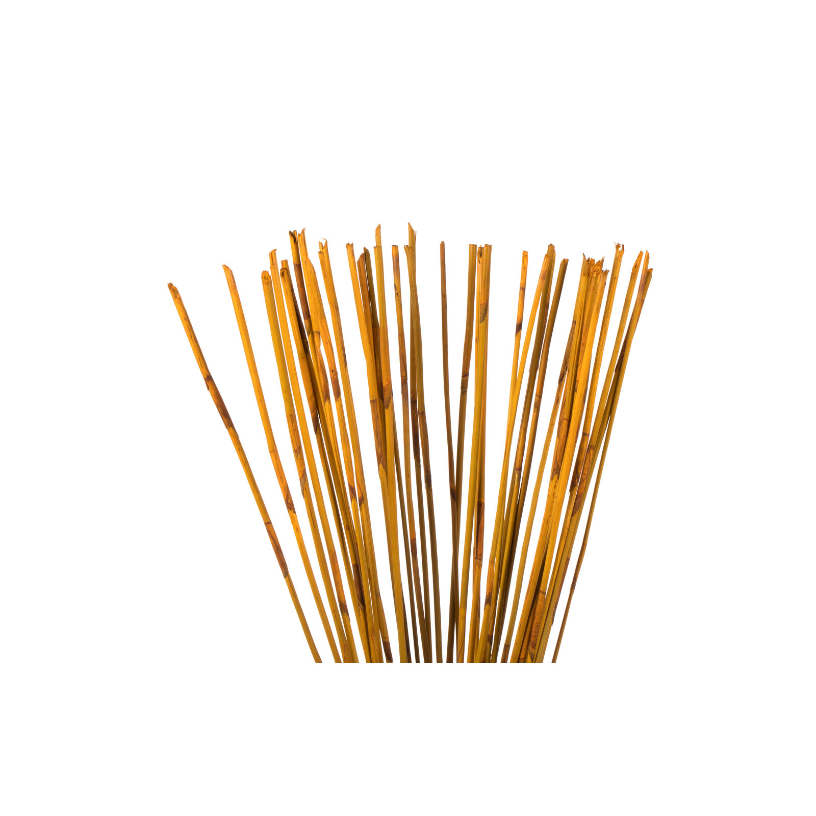 40" Elephant Reed, Dried, Aspen Gold