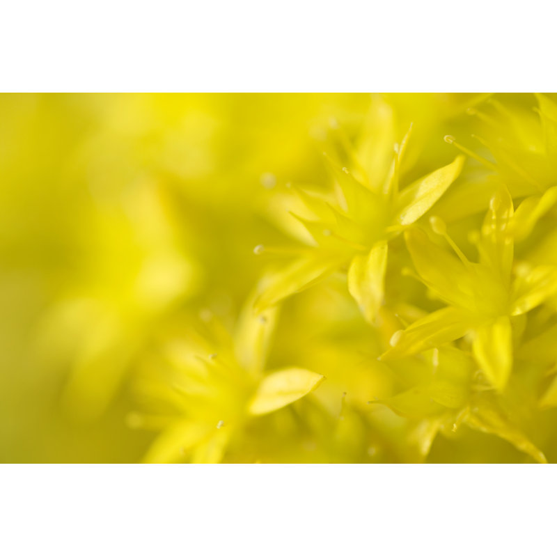 Stonecrop par Lordrunar, H 20 po x l 30 po
