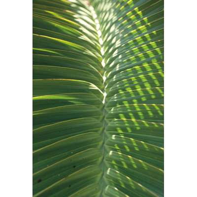 Palm Detail I by Wild Apple Portfolio - Wrapped Canvas Print