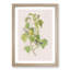 Hemlock Warbler by John Audubon - Picture Frame Painting Print-55580041-55580042
