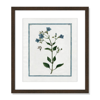 Colombe "Shabby Elegance Botanical II" Print