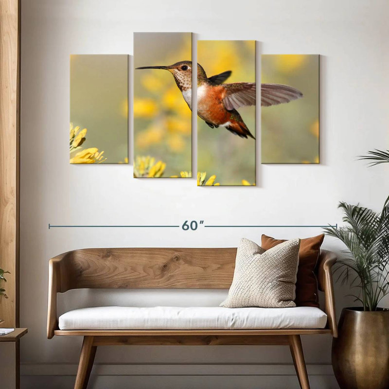 Brampt Allen's Hummingbird