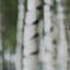 Rideau obscurcissant à motif floral blanc et vert Birch Tree Whispers III - 1 panneau-107830778