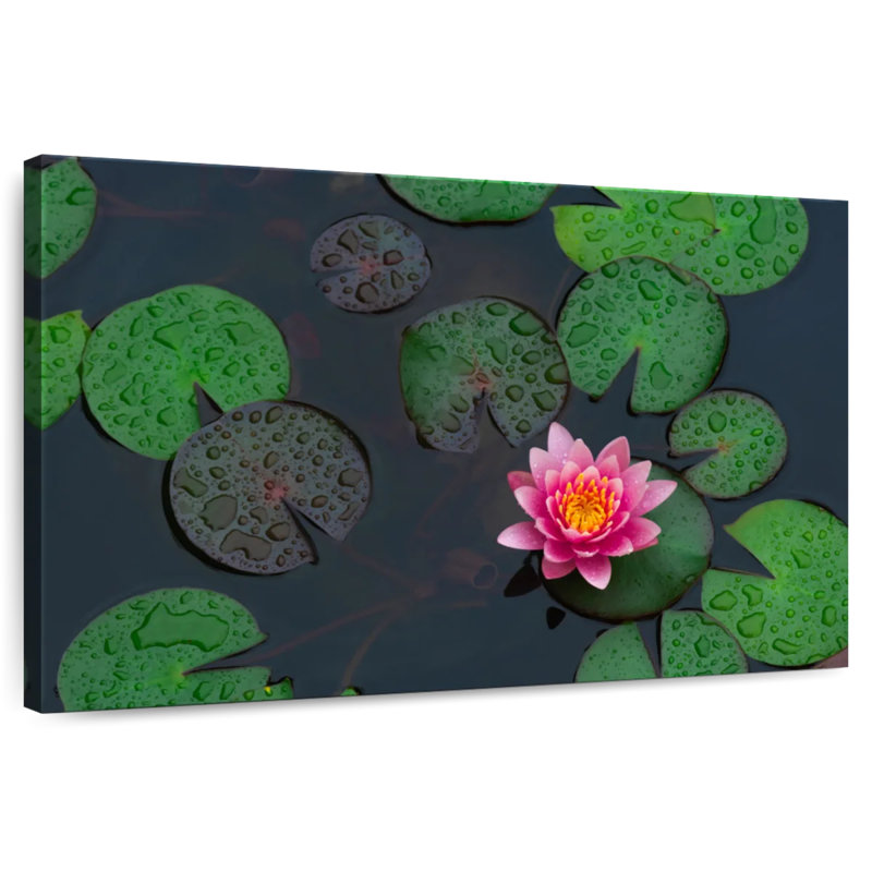 Harnek Lotus In The Rain