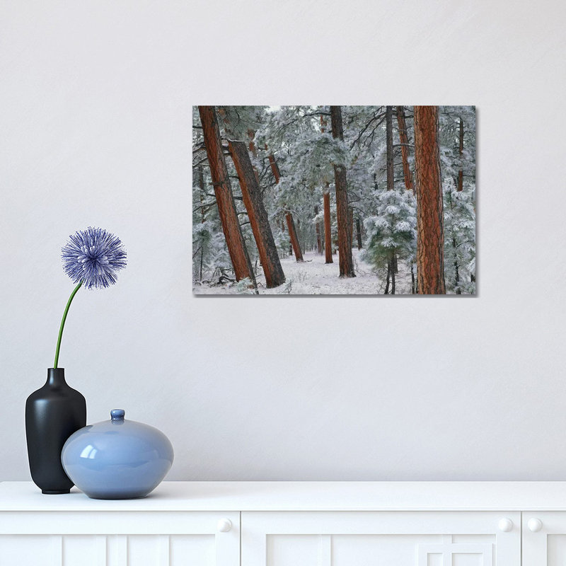 Ponderosa Pine Trees with Snow, Grand Canyon National Park, Arizona II 1 Piece Wrapped Canvas Wall Art