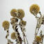 Bundle of 4 Dried Preserved Ageratum Blue Planet Flower Bouquet 21"