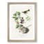 American Redstart Birds by John Audubon - Single Picture Frame Painting-55544775-55544776