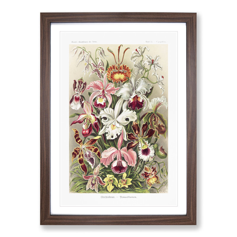 Orchids by Ernst Haeckel - Framed Print, 36cm H x 27cm W x 2cm D, Walnut Framed