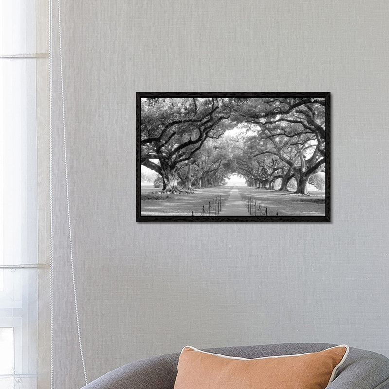 Brick Path Through Alley Of Oak Trees, Louisiana, New Orleans, USA (Black And White) I by Panoramic Images - Floater Frame Gallery-Wrapped Canvas Giclée on Canvas