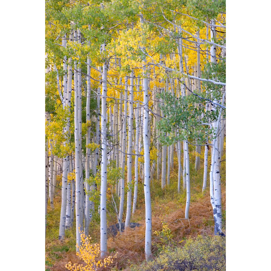 Aspenbaum im Herbst