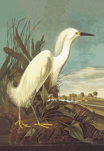 "snowy aigrette" par john james audubon, impression