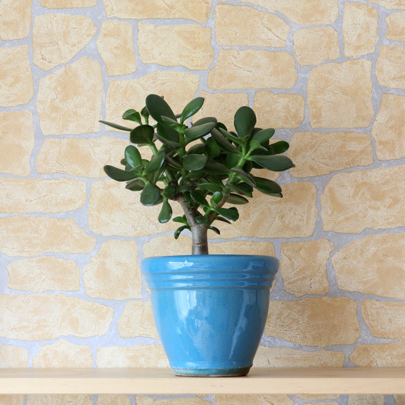Crassula Ovata by Loflo69 - Wrapped Canvas Print, 30cm H x 30cm W x 3.8cm D