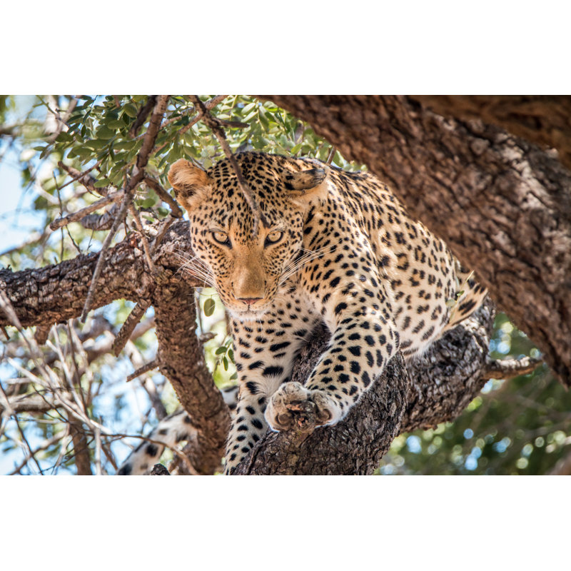 Leopard Staring by Simoneemanphotography - Wrapped Canvas Print, 81cm H x 122cm W x 3.8cm D
