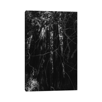Redwood Forest XIII by Bethany Young - Print on Canvas