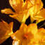 Simulations de décorations florales pour le salon