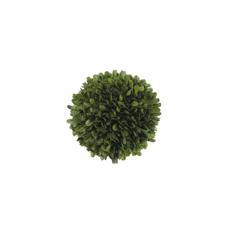 36" Double Boxwood Topiary in Pot