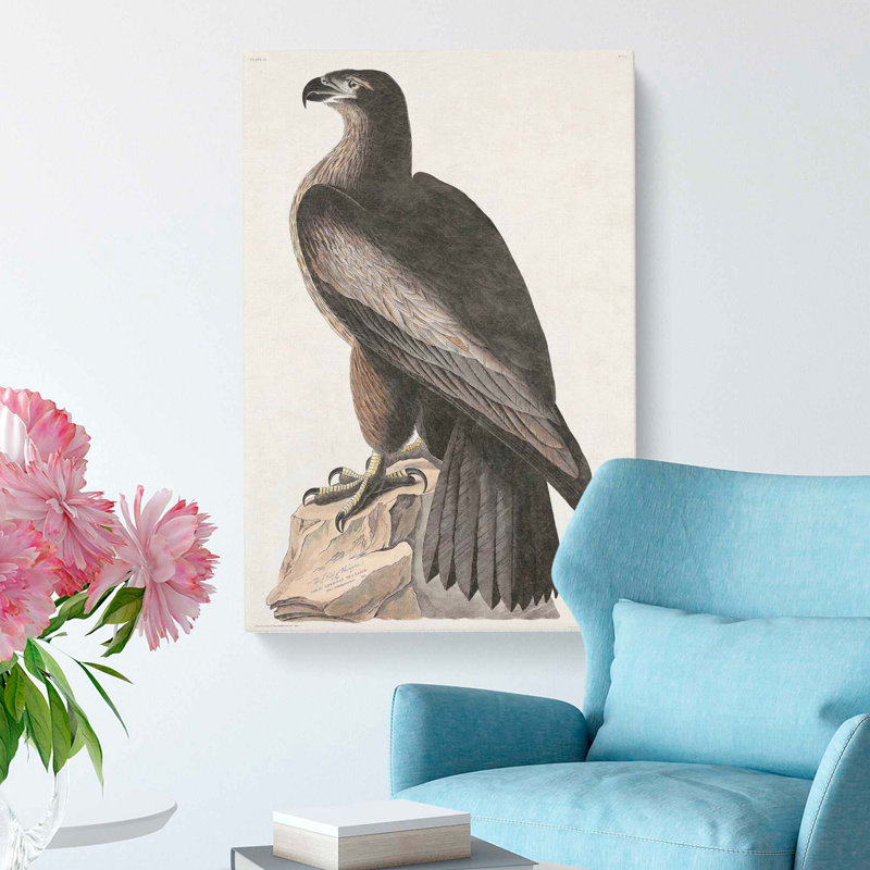 Hawk by John Audubon - Wrapped Canvas Painting, 76cm H x 50cm W x 3cm D