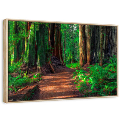 Redwood Forest Path