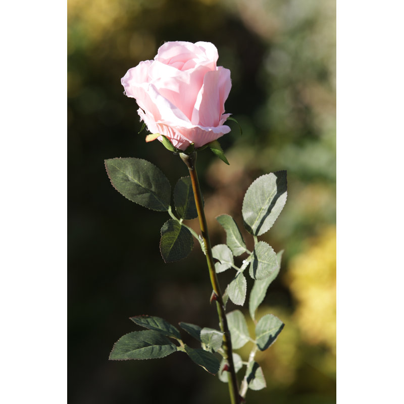 Large bud Rose, Blush Pink