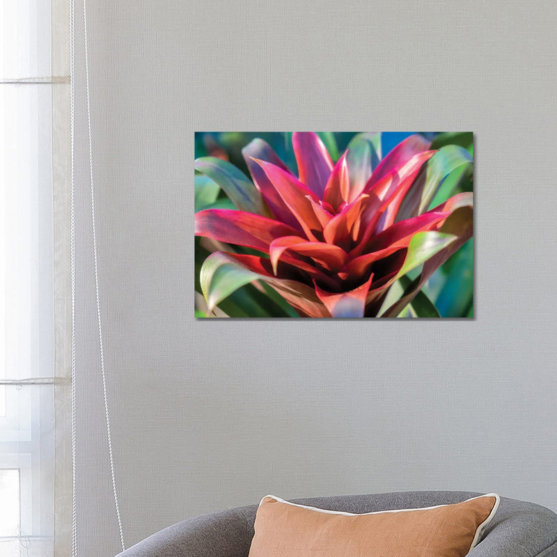 Red And Green Bromeliad, USA by Lisa S. Engelbrecht - Gallery-Wrapped Canvas Giclée on Canvas, 66.04 cm H x 45.72 cm W