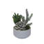 Faux Cactus Succulent in Pot