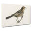 Blackbird by Von Wright - Wrapped Canvas-55370953