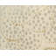 Effervescence Polka Dots Area Rug in Neutral/White-40706242