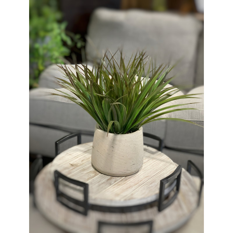 Variegated Desktop Foliage Grass in Pot