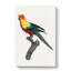 A Sun Parakeet by F. Levaillant - Wrapped Canvas-55368091
