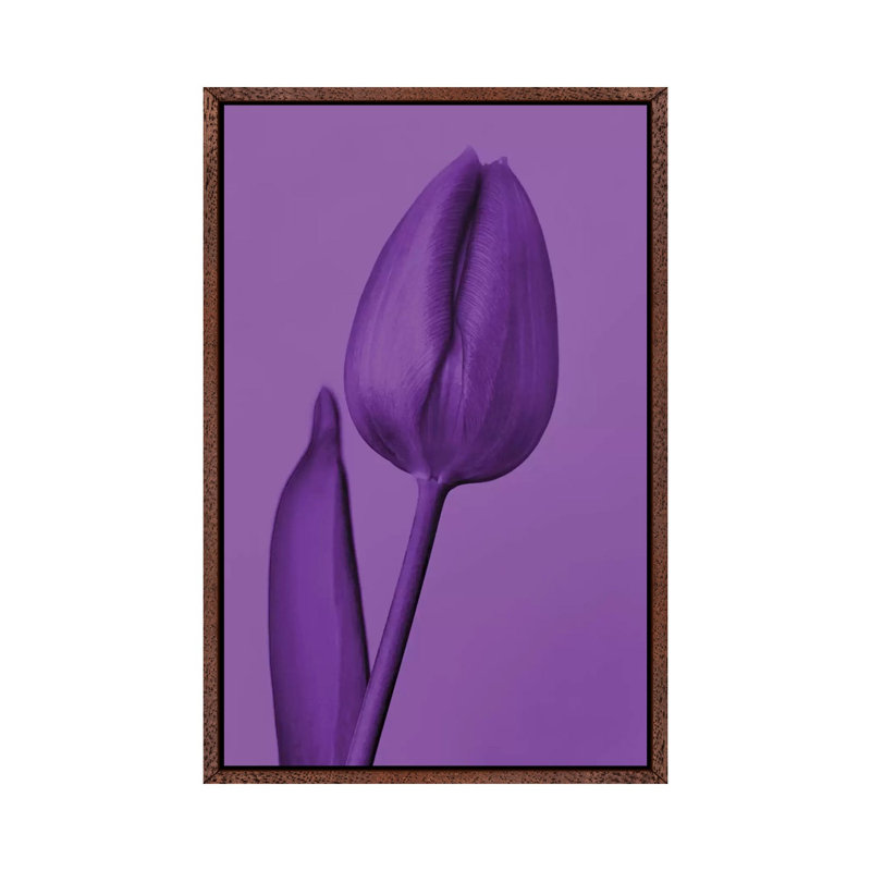 One Tulip In Purple by Beli - Print on Canvas, 66.04cm H x 45.72cm W x 3.81cm D, Classic Brown Wood Framed