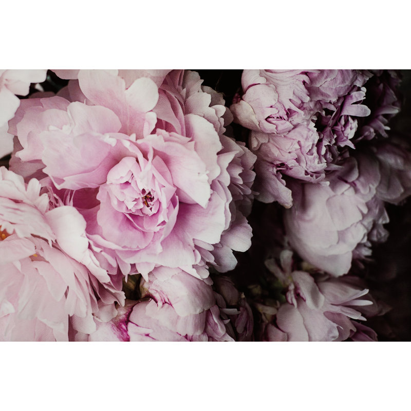 " Peonies Galore I " by Elizabeth Urquhart, 8" H x 12" W 
