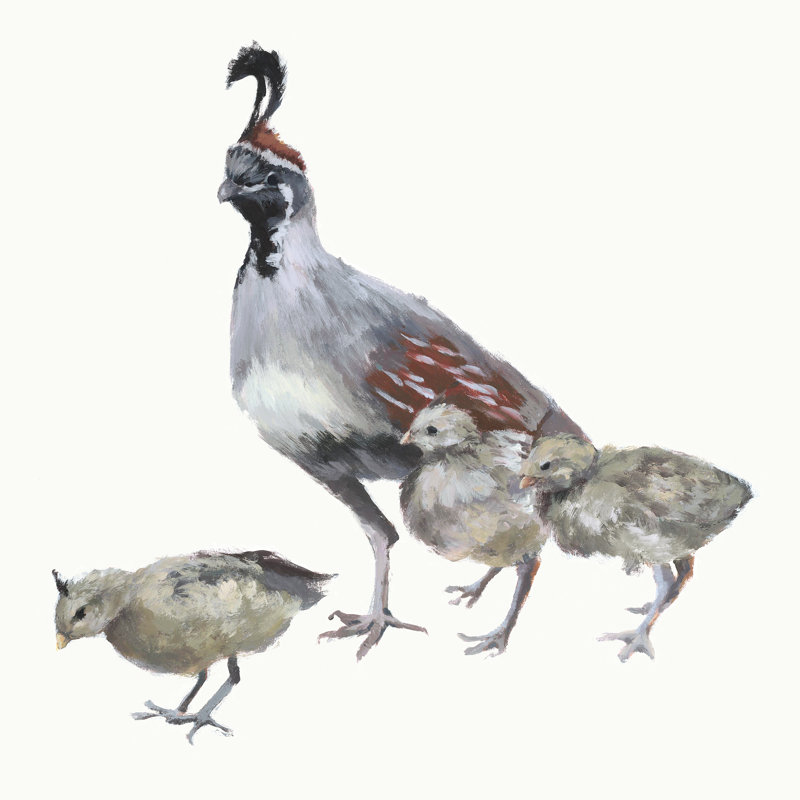 Quail With Chicks Painting by Fern Cassidy, 24" H x 24" W x 1.5" D, Image Brush Gel