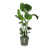 Leaf Green is out of stock