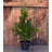 36'' Faux Cypress Tree in Planter