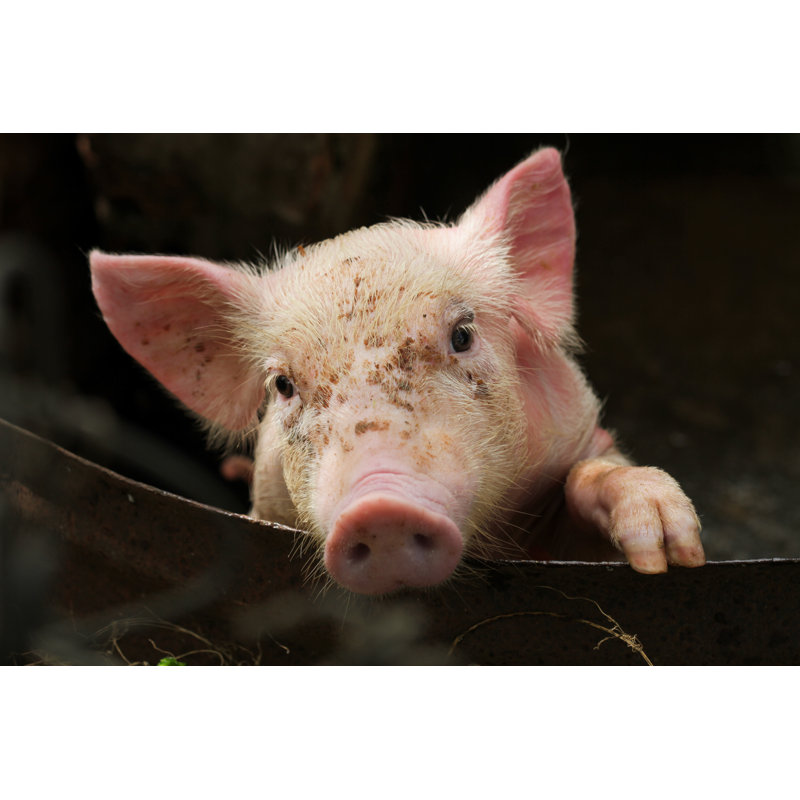 Pig - Wrapped Canvas Print, 61cm H x 91cm W x 3.8cm D