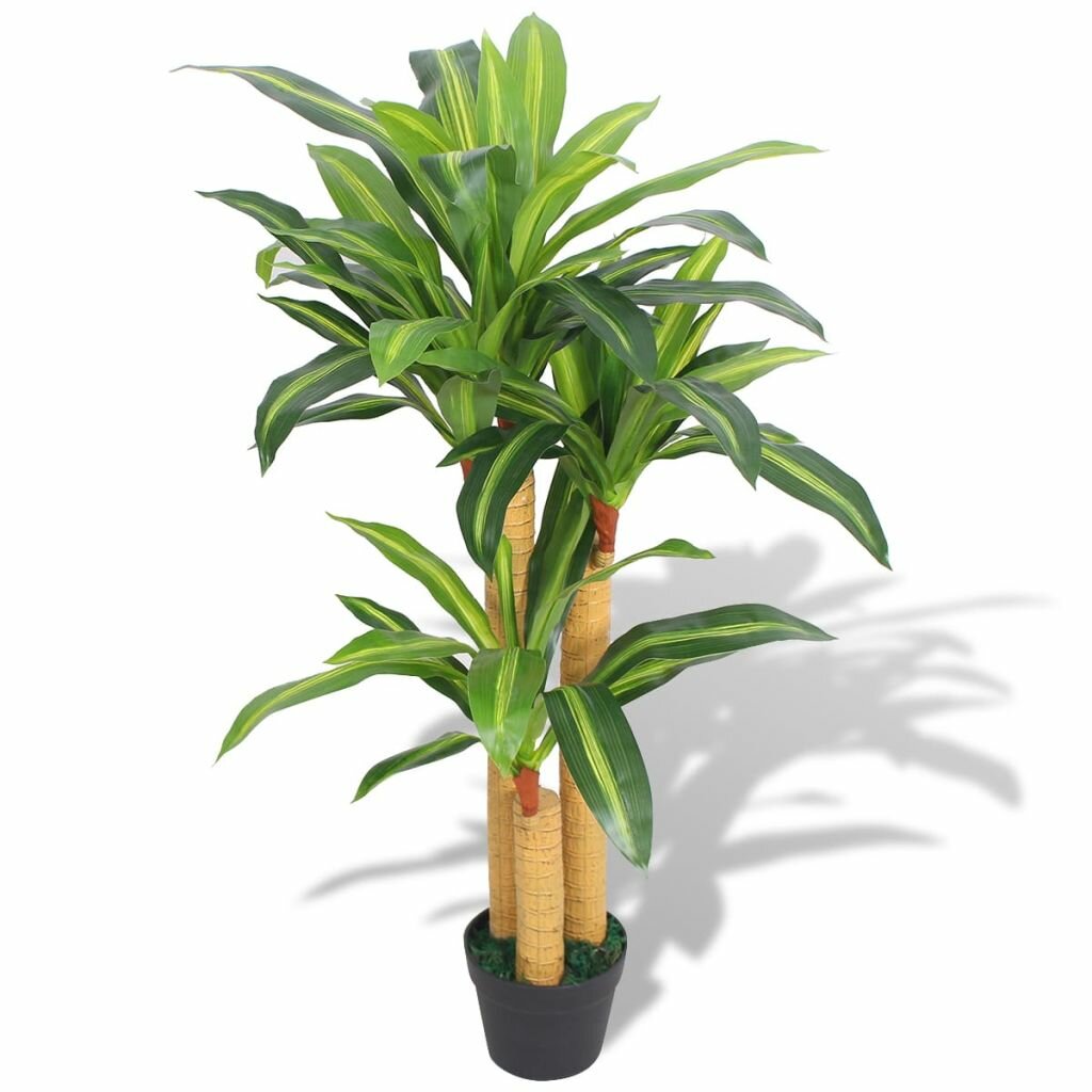 Boden Dracaena Werk in Topf