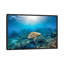 Reef Glider par Jordan Robins - reproduction d'art-56052648-56050455-56050054