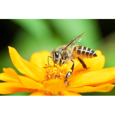 Honey Bee Eating - Wrapped Canvas Print