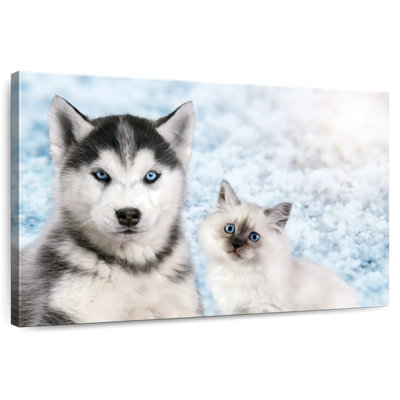 Chiot et chaton aux yeux bleus Brampt