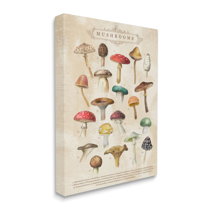 Art rétro sur toile, champignons, études de la nature, H 40 po x l 30 po x P 1,5 po