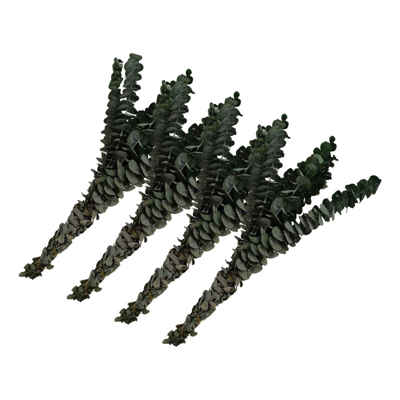 Ensemble de 4 bouquets d'eucalyptus séchés, Vert