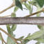 Arbre d'olivier artificiel 6 pi dans un pot en plastique noir, faux olivier réaliste avec des branches très pleines, arbre artificiel réaliste pour la décoration de bureau à domicile, plante en pot nécessitant peu d'entretien-1905023492