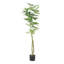 63 po Arbre artificiel artificiel Pachira Macrocarpa