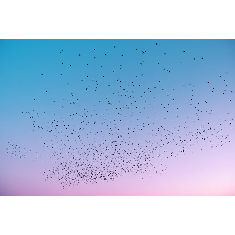Starlings At Dusk, 29" H x 40" W, White