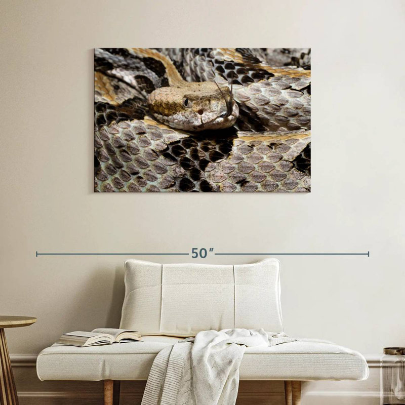 Brampt Tongue Flicking Timber Rattlesnake
