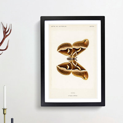 Ailanthus Silk-moth 1 Piece Single Picture Frame Painting