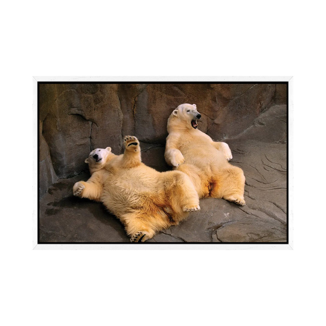 Two Lounging Polar Bears At Omaha's Henry Doorly Zoo And Aquarium von Joel Sartore - Gallery-Wrapped Canvas Giclée