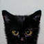 « black chat », peinture sur toile tendue-20925884