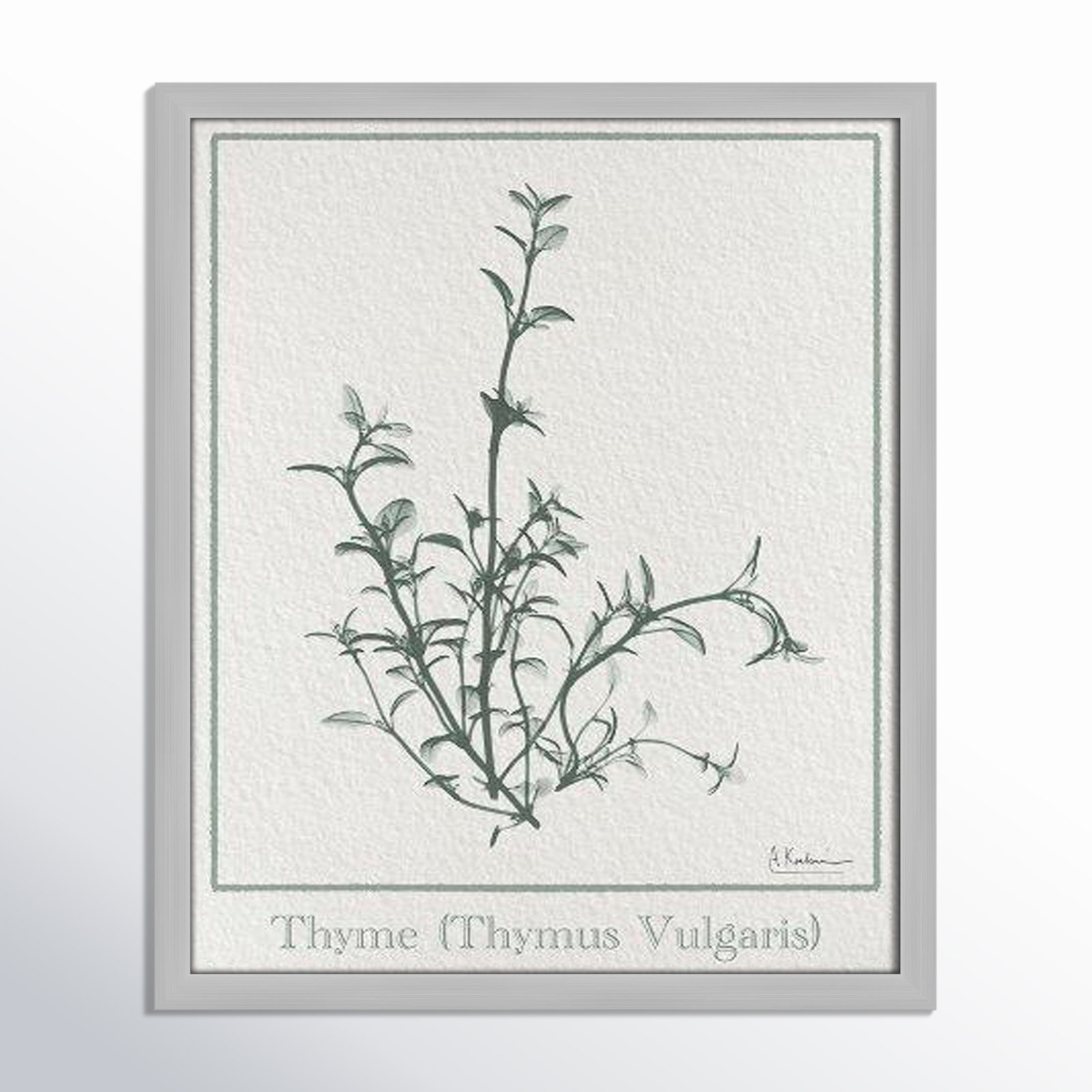 Jeanette "Thymus Vulgaris" Print, Matte Silver Framed Paper, 19" H x 16" W x 1.25" D