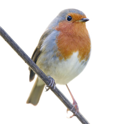 Robin par Andrew_Howe